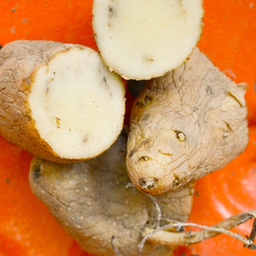 Potato (Late-Season) Fingerling - Russian Banana (ORGANIC) - SeedsNow.com