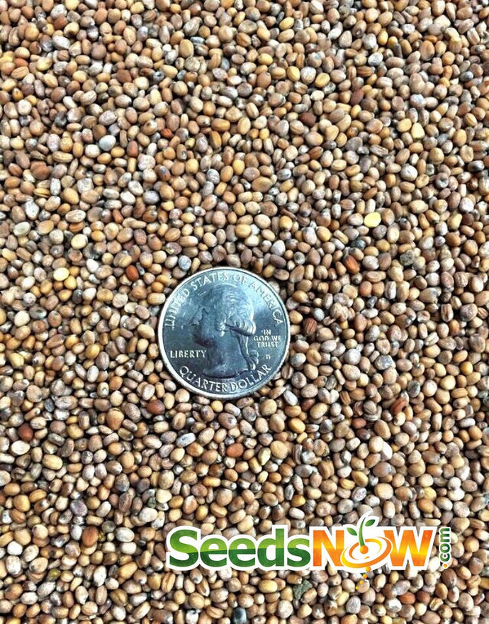 Close-up of Radish - Champion seeds with a US quarter for size comparison