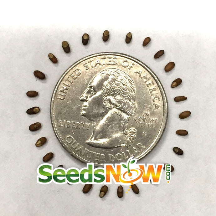 Close-up of rosemary seeds from SeedsNow, showing small, brown seeds ideal for planting and growing fresh rosemary herbs.