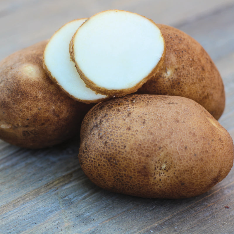 Potato (Mid-Season) - Russet Norkotah - SeedsNow.com