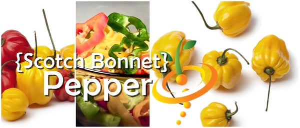 Pepper (Hot) - Scotch Bonnet, Yellow 🔥🔥🔥
