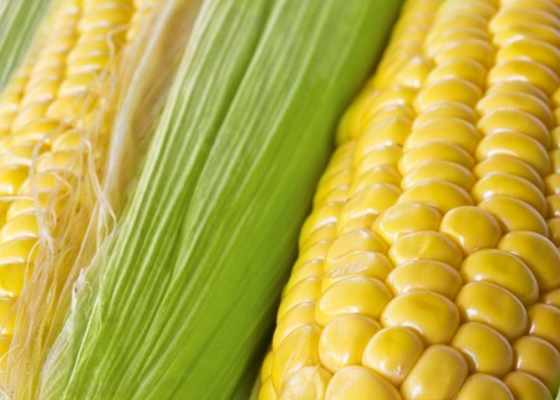 Corn - Golden Bantam, Sweet  (Organic) - SeedsNow.com
