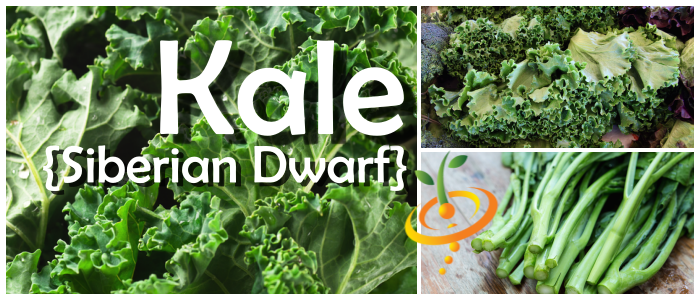 Kale - Siberian Dwarf.