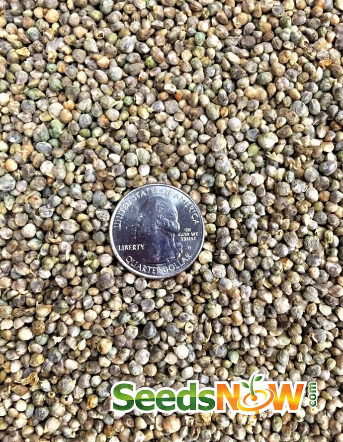 Close-up of Spinach Noble Giant seeds with a US quarter for size comparison