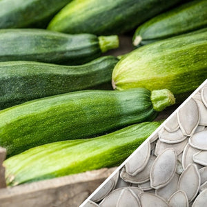 Squash (Summer) - Black Beauty Zucchini.