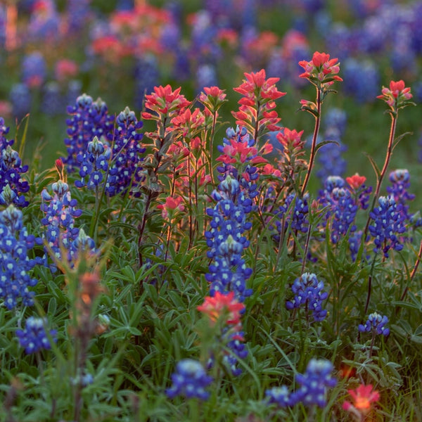 Flowers - Lupine, Texas Bluebonnet