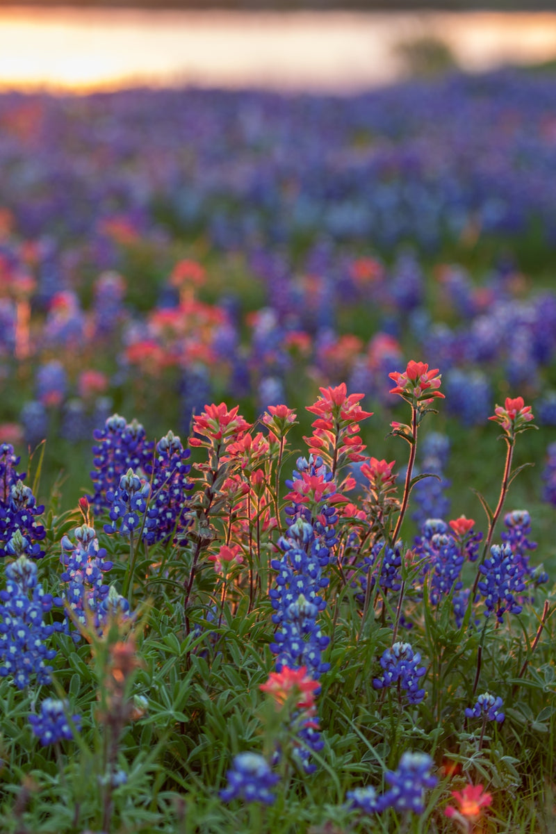 Flowers - Lupine, Texas Bluebonnet - SeedsNow.com