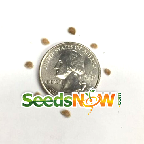 Tomato - Creole (Indeterminate) - SeedsNow.com