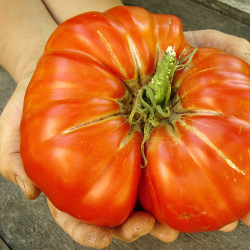Tomato - Delicious (Indeterminate)