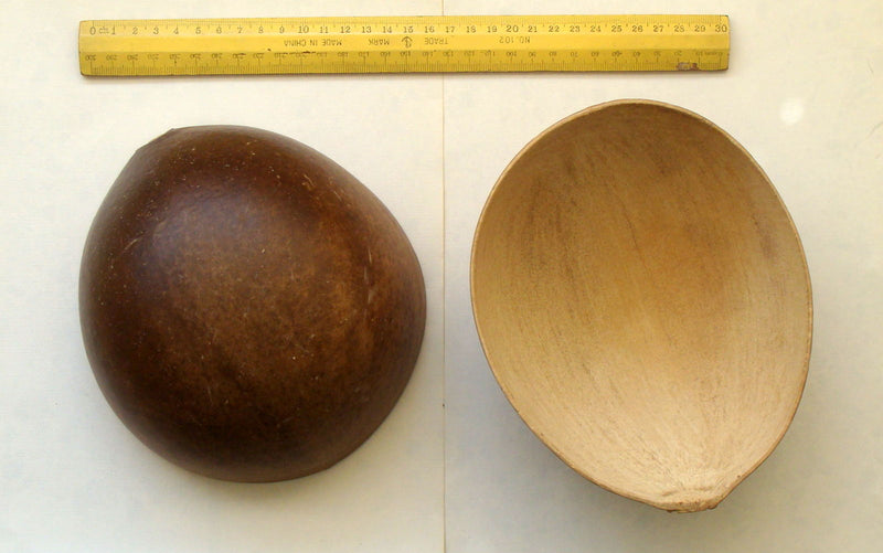 Gourd - Nest Egg