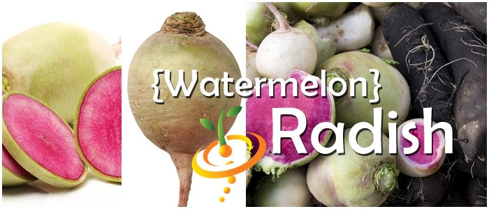 Radish - Watermelon.
