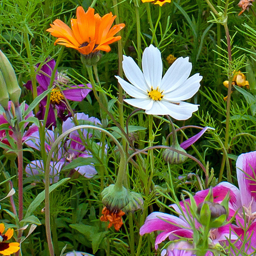 Wildflowers - Annual Cut Flower Scatter Garden Seed Mix - SeedsNow.com