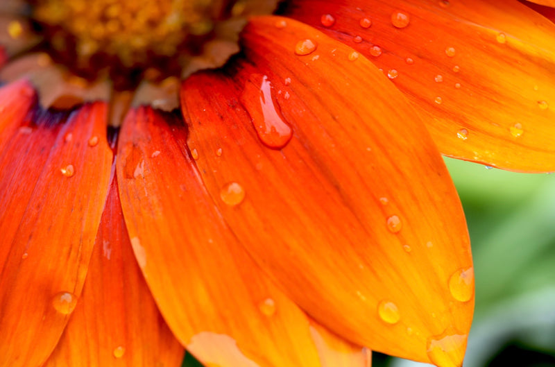 Flowers - Daisy, African Flake (Cape Marigold) - SeedsNow.com