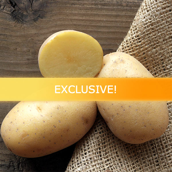 Potato (Mid-Season) - Agata (Organic/Heirloom) - SeedsNow.com