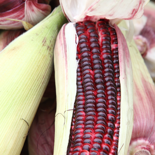 Organic Bloody Butcher corn seeds from SeedsNow.com showing vibrant red kernels and healthy plant growth.