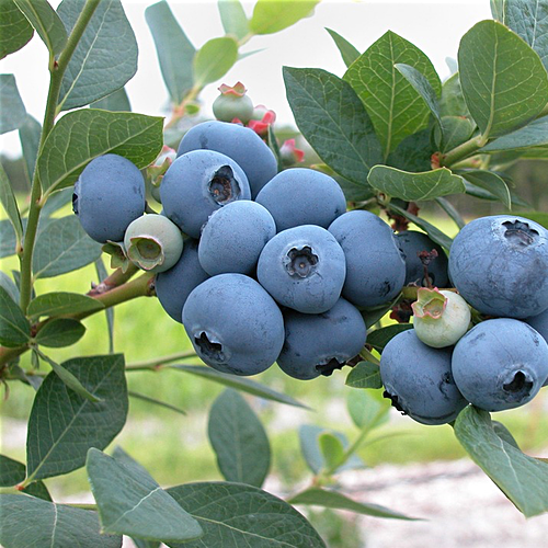 Blueberry, Highbush - SeedsNow.com