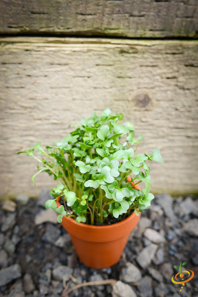 Close-up of broccoli sprouts microgreens growing in a small terracotta pot against a wooden background