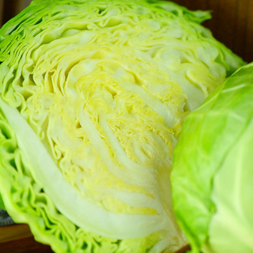 Cabbage - Brunswick