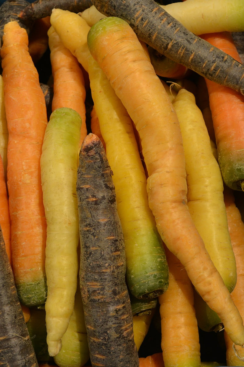 Carrot - Heritage Rainbow Blend - SeedsNow.com