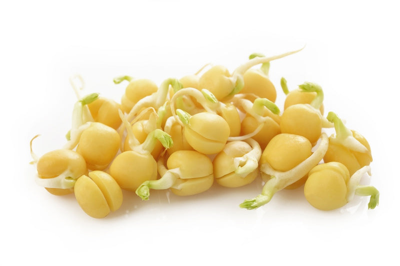 Sprouts/Microgreens - Bean, Garbanzo (Chickpea) - SeedsNow.com