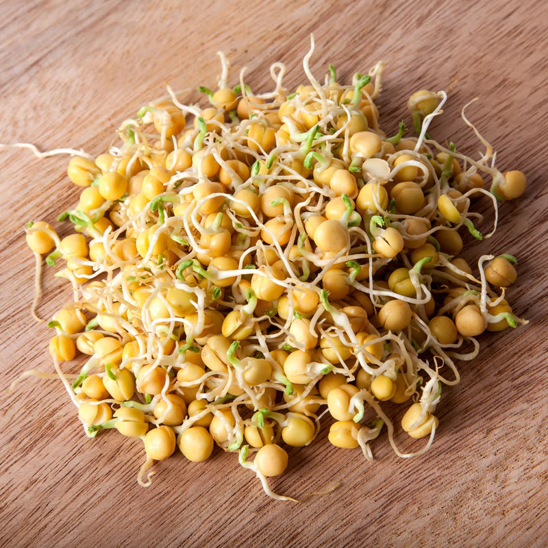 Sprouts/Microgreens - Bean, Garbanzo (Chickpea)