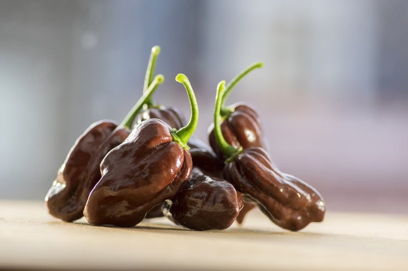 Pepper (Hot) - Habanero, Chocolate  🔥🔥🔥🔥🔥 - SeedsNow.com