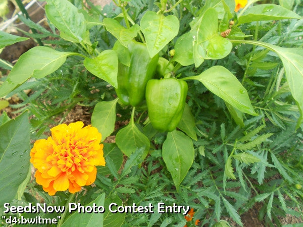 Marigold Crackerjack Mix flower seeds from SeedsNow, showing vibrant marigold flower seed packets on a white background.
