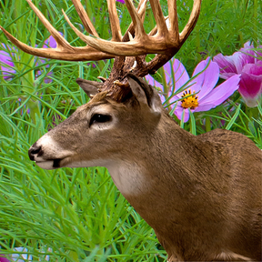 Wildflower Mix by SeedsNow featuring deer-resistant scatter garden seeds with colorful wildflowers and foliage.