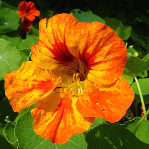 Nasturtium - Dwarf Jewel Mix - SeedsNow.com