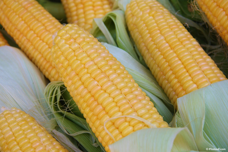 Corn - Fishers Earliest, Sweet (Organic) - SeedsNow.com