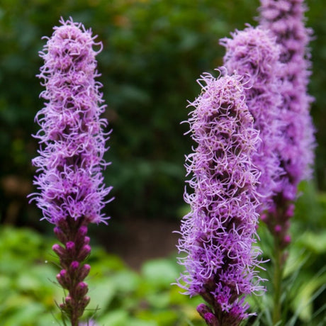 Flowers - Blazing Star (Gayfeather) - SeedsNow.com