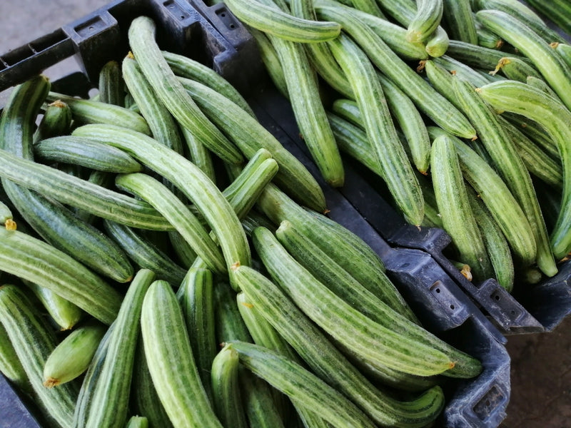 Cucumber - Armenian, Long Green (Metki Serpent Melon) - SeedsNow.com