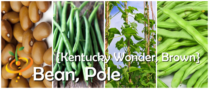 Bean (Pole) - Kentucky Wonder, Brown.
