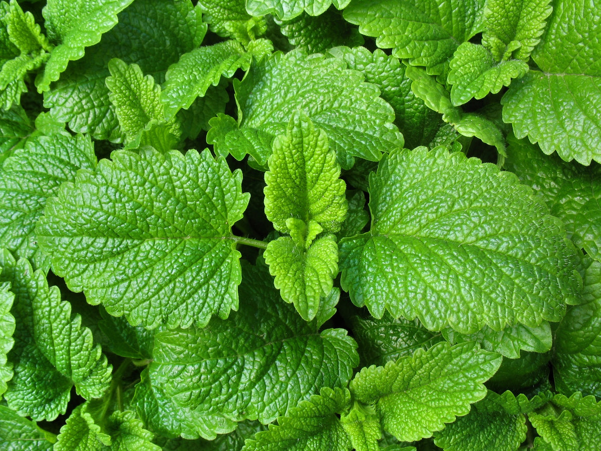 Lemon Balm - SeedsNow.com