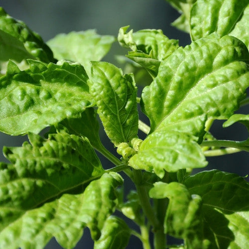 Basil, Lettuce Leaf