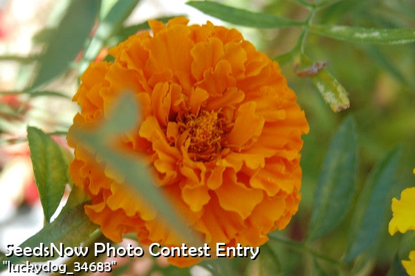 Marigold Crackerjack Mix flower seeds by SeedsNow, showing colorful marigold seed packets for garden planting