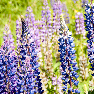 Wildflowers - Lupine Scatter Garden Seed Mix - SeedsNow.com