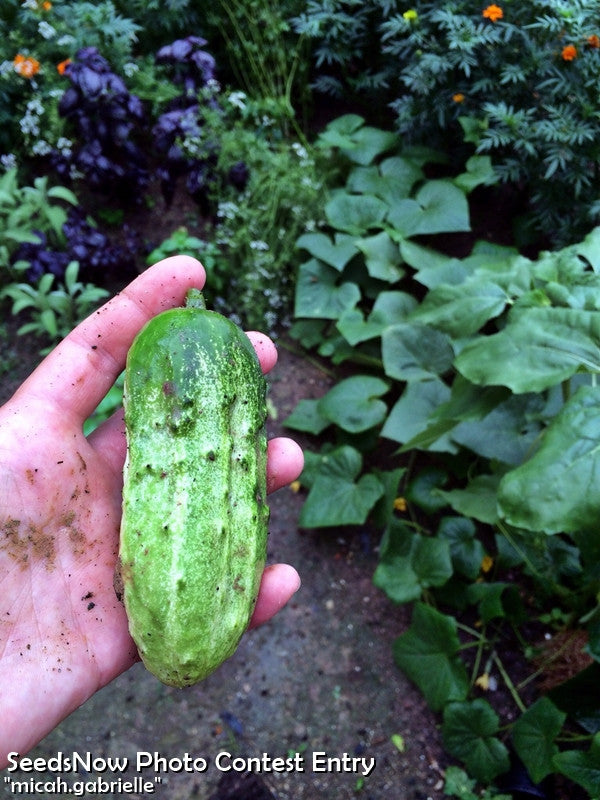 Cucumber - National Pickling.