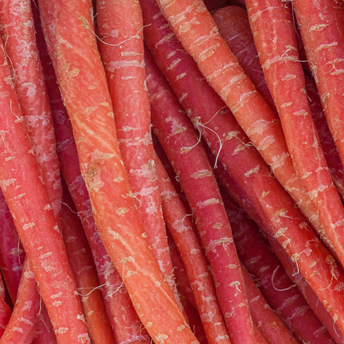 Carrot - Nutri-Red, 9" Long - SeedsNow.com