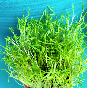 Organic microgreens Carrots seeds from SeedsNow, small sprouting carrot microgreens ready for home cultivation.