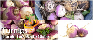 Turnip - Purple Top White Globe.