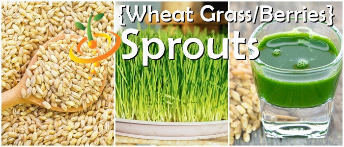 Sprouts/Microgreens - Wheat Grass & Wheat Berries.