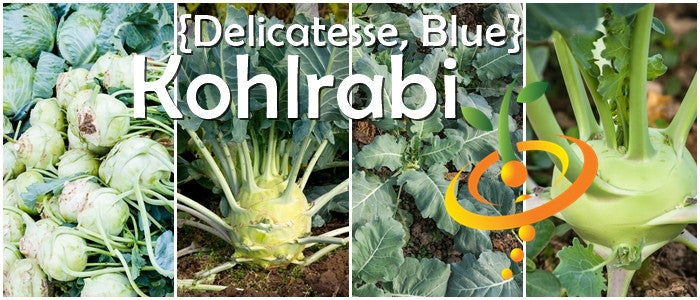 Kohlrabi - Delicatesse, Blue.