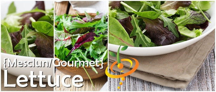 Lettuce - Gourmet/Mesclun Mix.