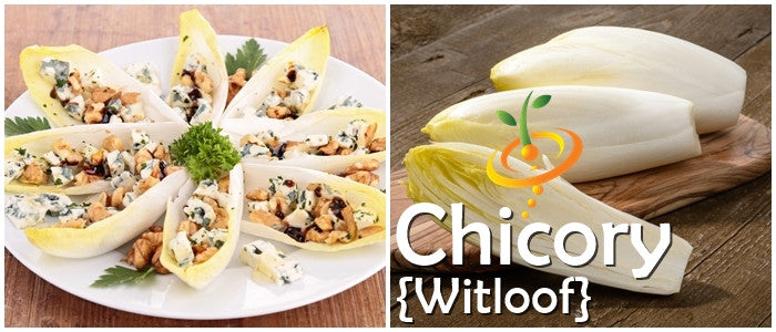 Chicory - Witloof, White.
