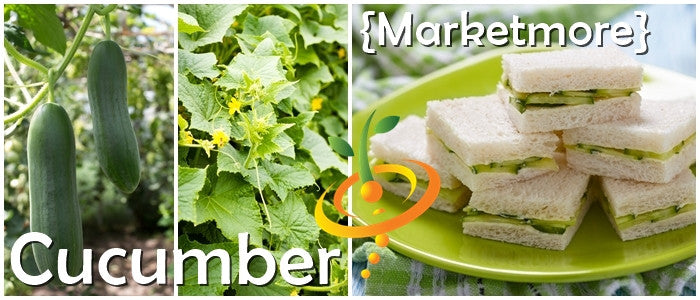Cucumber - Marketmore.