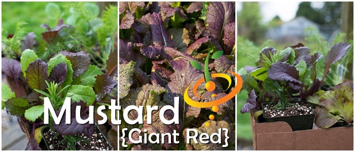 Mustard - Giant Red.