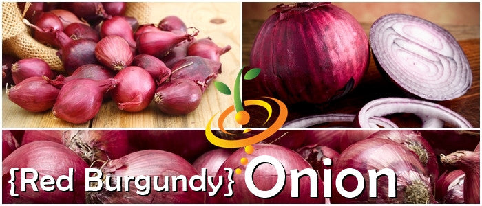 Onion - Red Burgundy (Short Day).