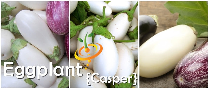 Eggplant - Casper.