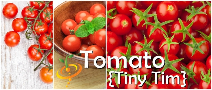 Tomato - Tiny Tim [DETERMINATE].